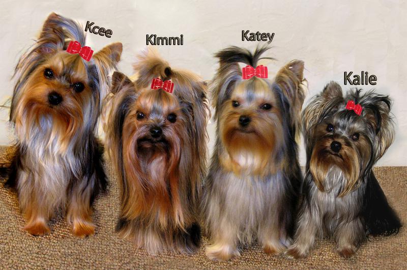 www yorkies haircuts for yorkies pictures newhairstylesformen2014 www yorkies haircuts for yorkies pictures newhairstylesformen2014