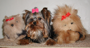 Kimmi with her stuffed Yorkies